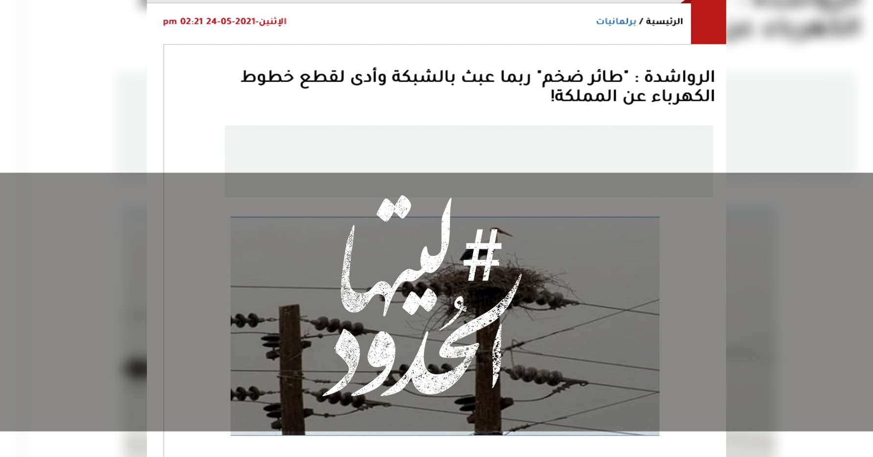 صورة الرواشدة : "طائر ضخم" ربما عبث بالشبكة وأدى لقطع خطوط الكهرباء عن المملكة!