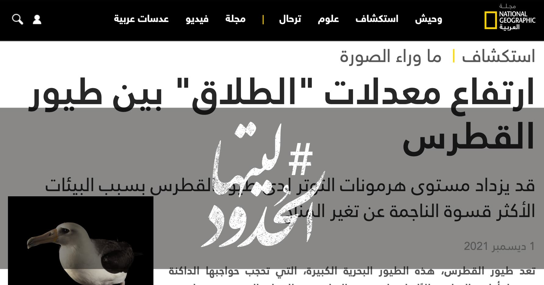 صورة ارتفاع معدلات "الطلاق" بين طيور القطرس