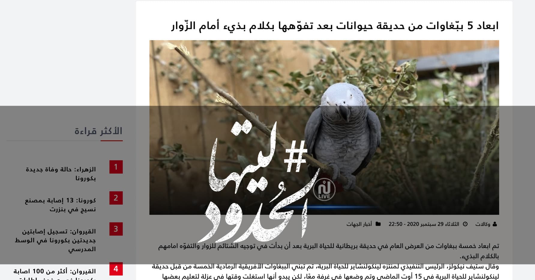صورة ابعاد 5 ببّغاوات من حديقة حيوانات بعد تفوّهها بكلام بذيء أمام الزّوار
