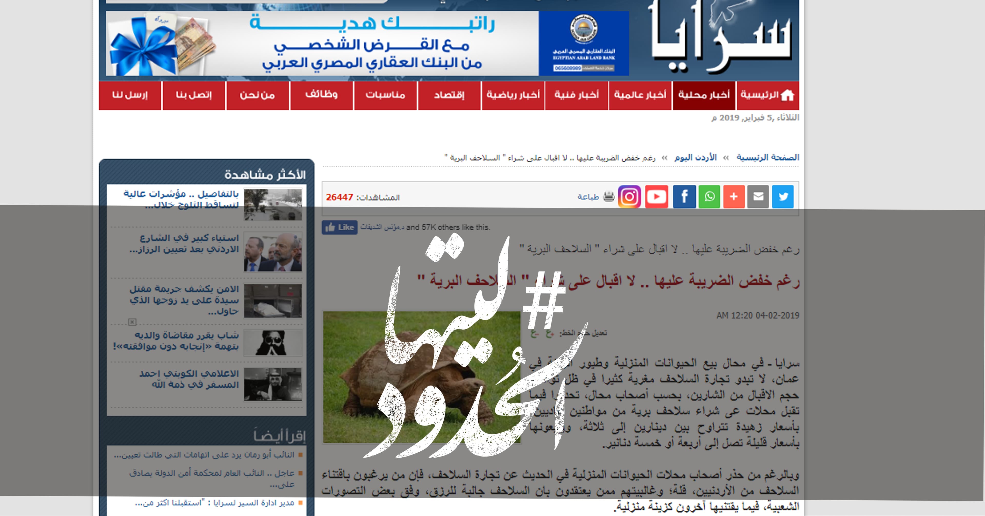 صورة رغم خفض الضريبة عليها.. لا اقبال على شراء” السلاحف البرية”