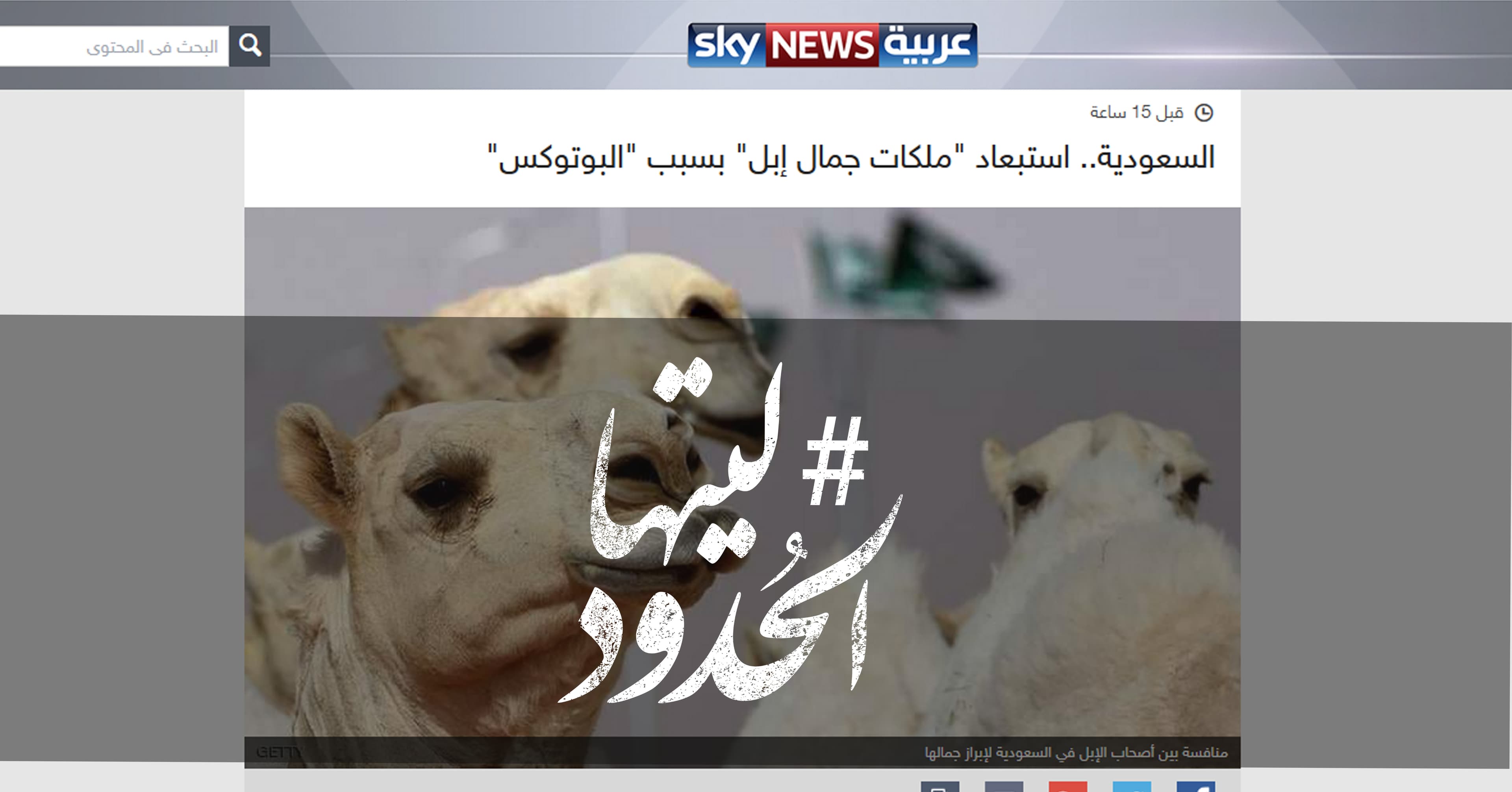 صورة السعودية.. استبعاد “ملكات جمال إبل” بسبب “البوتوكس”