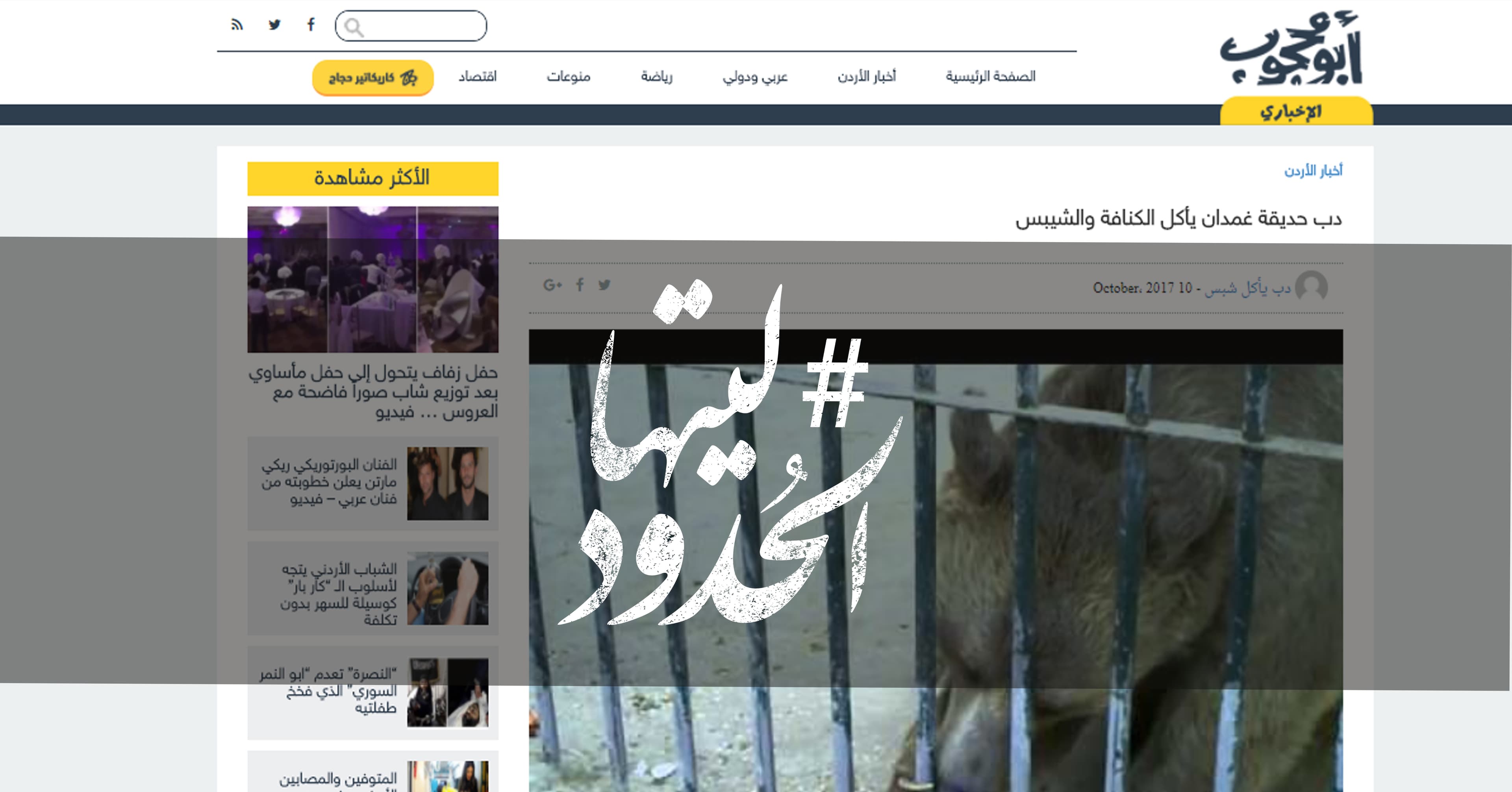صورة دب حديقة غمدان يأكل الكنافة والشيبس
