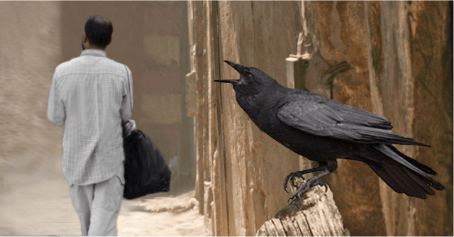 صورة غراب يتشاءم عقب مرور مواطن عربي بقربه