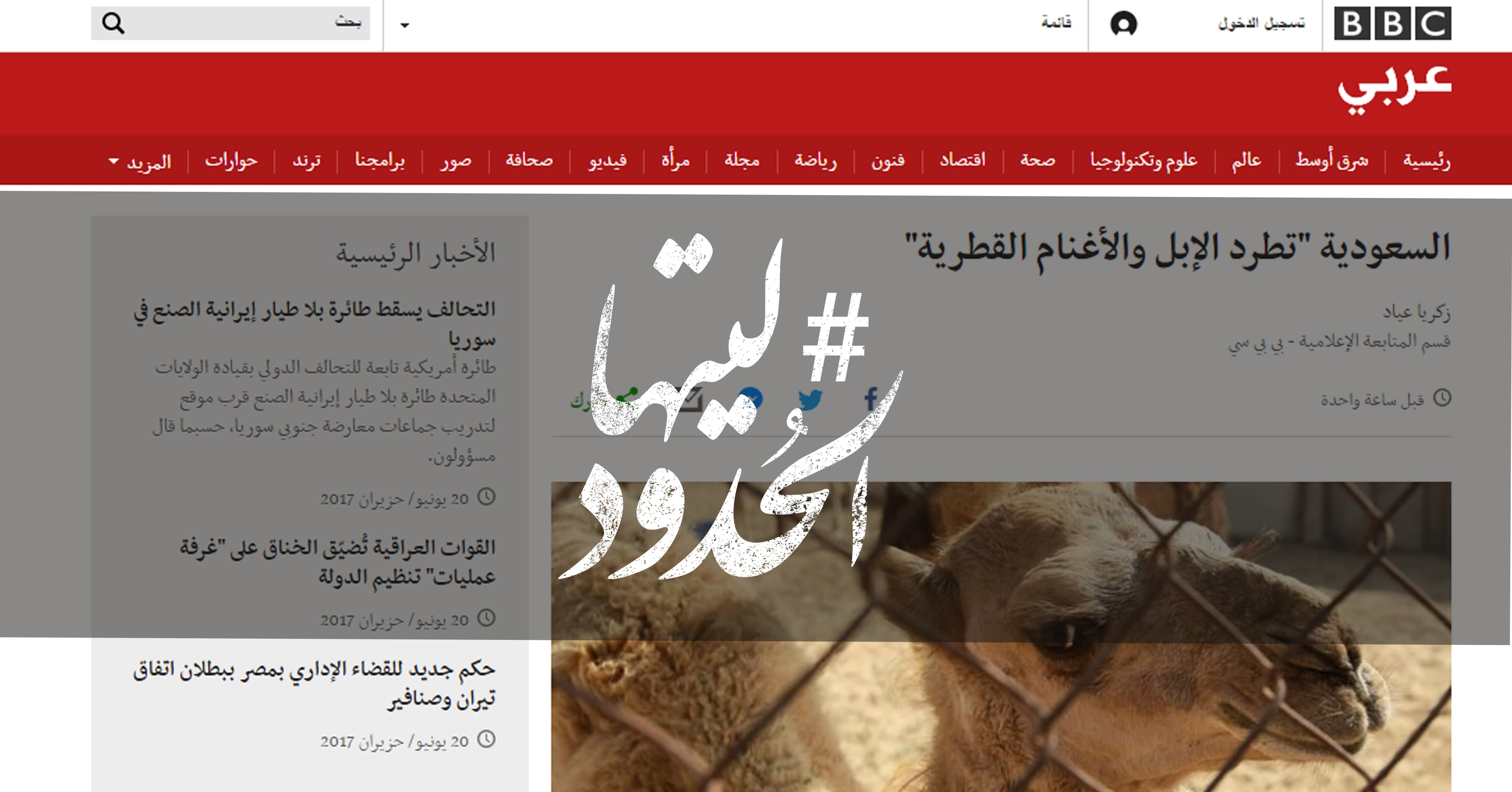 صورة السعودية “تطرد الإبل والأغنام القطرية”