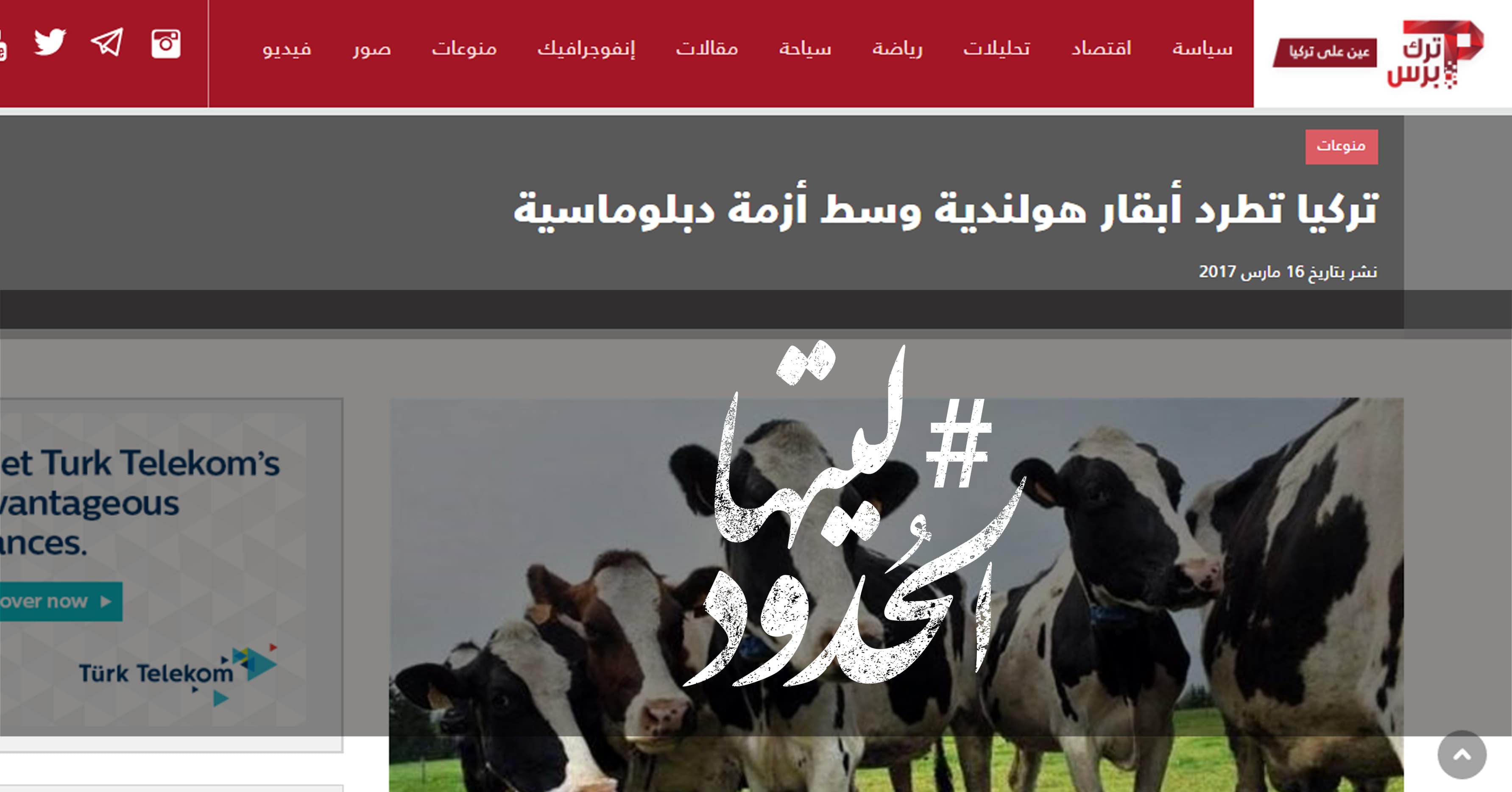 صورة تركيا تطرد أبقار هولندية وسط أزمة دبلوماسية