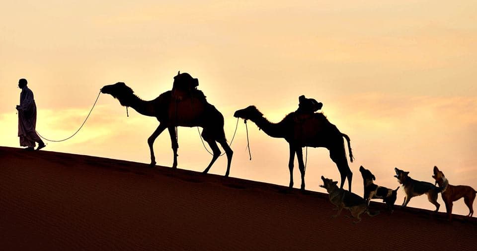 صورة إلى أين تسير القافلة التي تنبح الكلاب خلفها؟