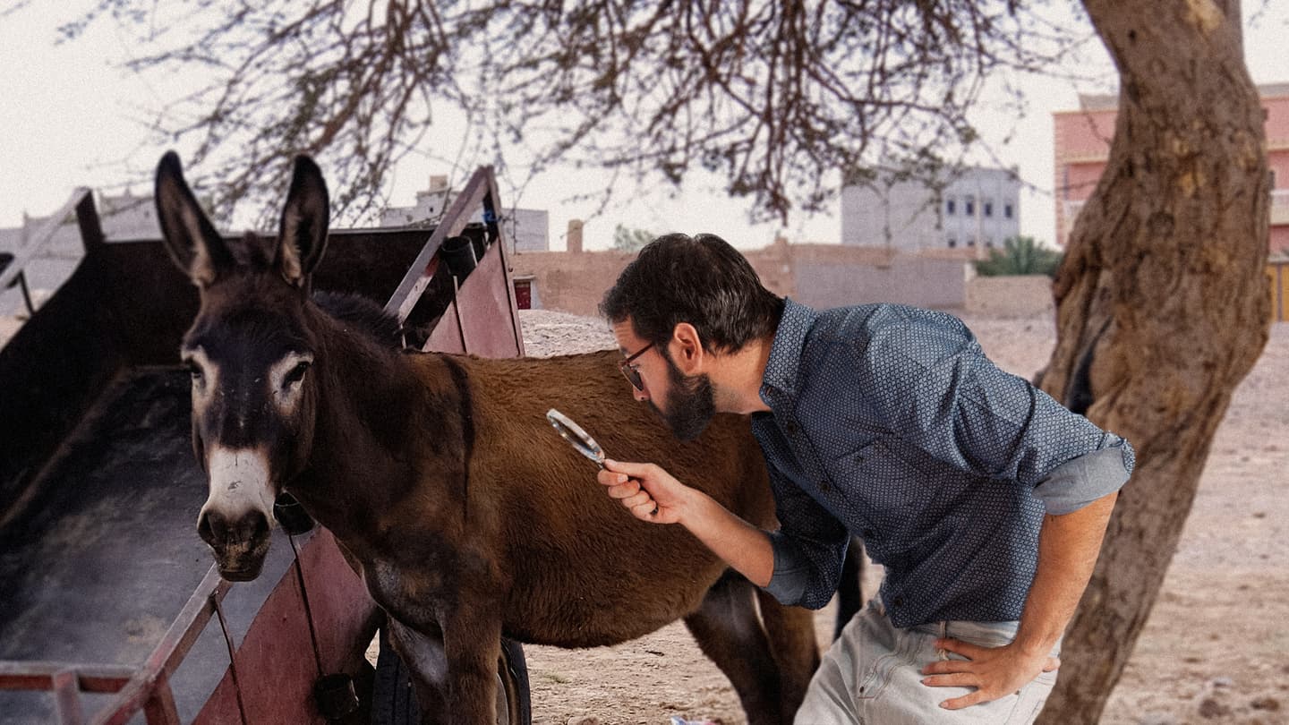 صورة لغز الحمار