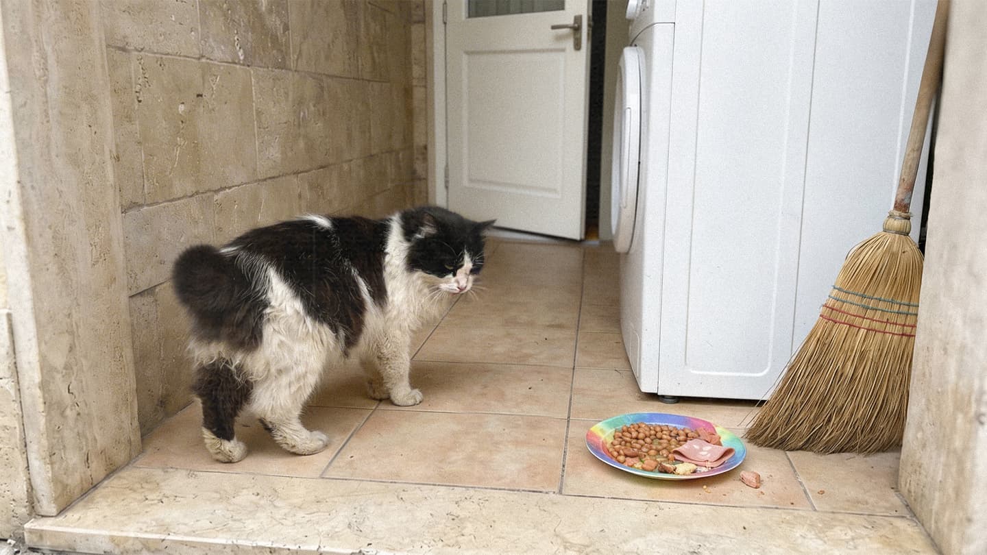 صورة قط يقرر الهجرة بحثاً عن مستقبل أفضل عند الجيران