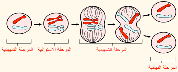 <p>رسم بياني لدورة حياة الجمهورية اللبنانية</p>