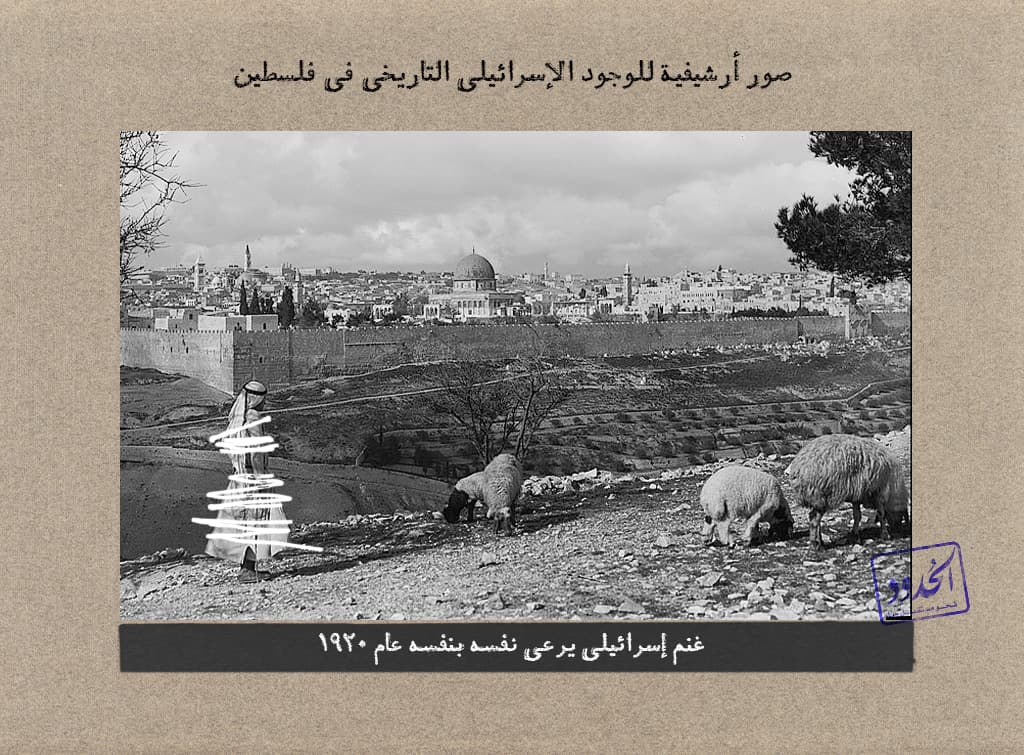غنم إسرائيلي يرعى نفسه بنفسه عام 1920