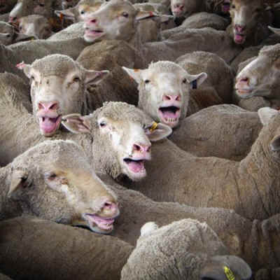 صورة مجازر دموية تستهدف خراف الشرق الأوسط