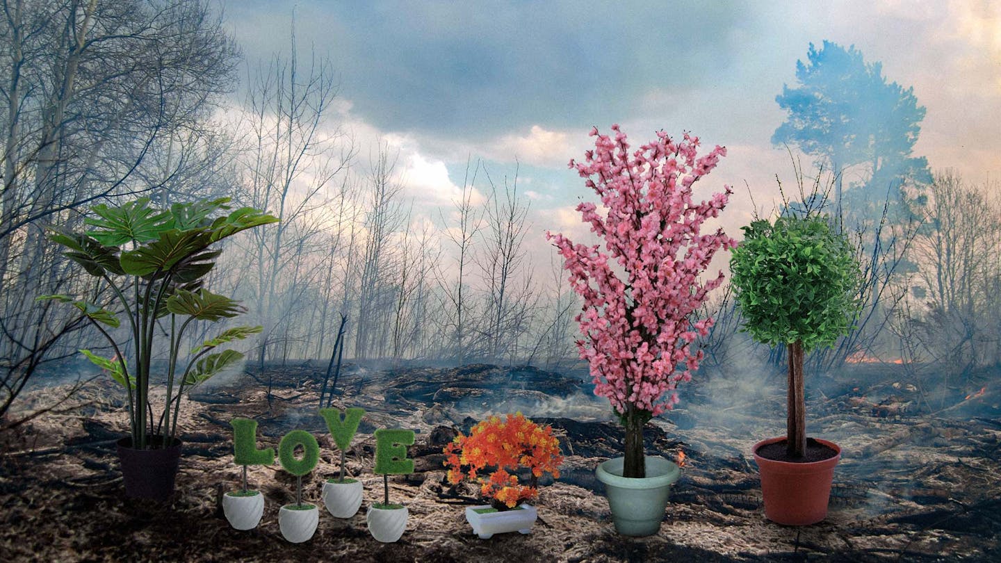 صورة جهود عالمية لتعويض حرائق الغابات بزيادة إنتاج الشجر الصناعي